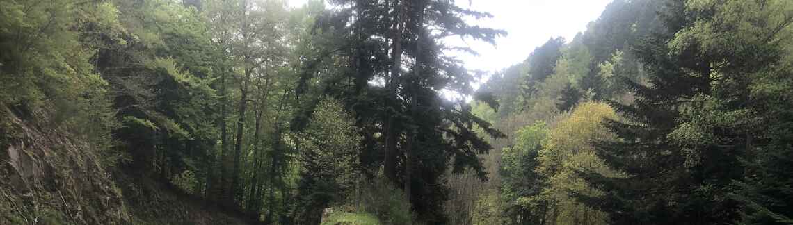 Col Haut de Ribeauvillé