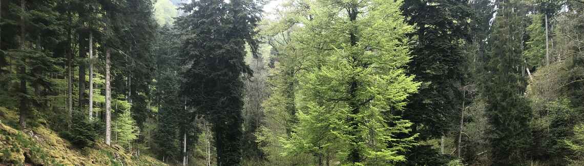 Col Haut de Ribeauvillé