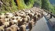 Author : zebulon, Comment : Transumance des moutons dans la vallée du Cians : inoubliable !