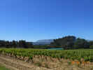 Auteur : Elki, Commentaire : Pied du col: vignes et montagne Sainte-Victoire en toile de fond 