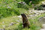 Auteur : Elki, Commentaire : Marmotte rencontrée sur le chemin de rando qui permet d'accéder au lac.