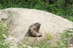 Auteur : Elki, Commentaire : Marmotte profitant du soleil de Juillet (2017) en arrivant au lac