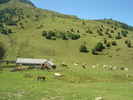 Author : Siberian Wolf 10, Comment : Août 2017. Le lieu-dit des "cabanes de Camoudiet". Bovins et chevaux en liberté, on est bien dans les Pyrénées.