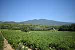 Author : benital34, Comment : Les vignobles au pied du Ventoux