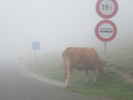 Auteur : Guillaume P, Reactie : Vache dans la brume 