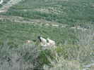 Author : Siberian Wolf 10, Comment : Mars 2019. Des chèvres qui n'ont pas le vertige. Plus bas la route provenant de Seynes.