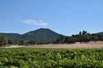 Auteur : benital34, Commentaire : Les vignobles des environs de Plan-de-la-Tour