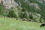 Montée : Maljasset depuis Jausiers, Commentaire : Les moutons sont présents de fin juin à septembre. 