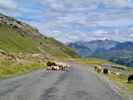 Montée : Col de Tentes depuis Luz Saint Sauveur, Commentaire : Les moutons sont chez eux sur la route...