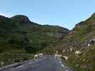 Montée : Col de Tentes depuis Luz Saint Sauveur, Commentaire : Qu'est-ce qui impressionne le plus ? Les vaches ou les lacets que l'on voit au-dessus ? 