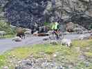 Montée : Cirque de Troumouse depuis Luz Saint Sauveur, Commentaire : Les moutons ne cèdent pas facilement le passage...