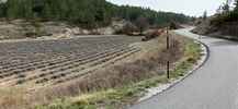 Montée : Col d'Aulan depuis Saint Auban sur l'Ouvèze, Commentaire : Belle petite route qui musarde dans les champs de lavande. 