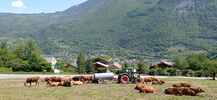 Montée : Station de Valmorel depuis Aigueblanche, Commentaire : Troupeau de tarines au-dessus d'Aigueblanche. 