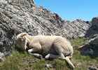 Montée : Port de Pailhères depuis Ax les Thermes, Commentaire : J'ai signalé la présence de ce mouton blessé à Madame le Maire d'Ascou.

J'espère qu'il pourra être sauvé !