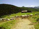 Auteur : Momo, Commentaire : 5 juillet 2011 : en redescendant, les vaches sont toujours là !