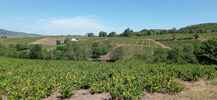 Montée : Col des Labourons depuis Le Fief, Commentaire : Vers le sud-est, des vignes à perte de vue
