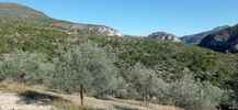 Montée : Col de la Pertie depuis Villeperdrix, Commentaire : Il subsiste encore quelques oliveraies sur les pentes. 