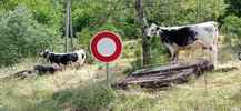 Author : Pierre-joseph G, Comment : Interdit à tout véhicule, mais pas aux vaches vosgiennes ! 