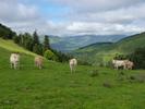 Montée : Col d'Aspin depuis Sainte Marie de Campan, Commentaire : Le col d'Aspin : son panorama en regardant vers l'Ouest, ses vaches...