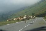 Auteur : bigpilou, Reactie : 17 septembre 2011 : descente vers Barèges : attention au troupeau : exceptionnel !