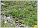 Author : jo5962, Comment : marmotte photographiée aprés le hameau de Bonnenuit. Pas facile à prendre