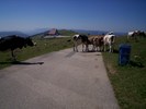 Montée : Chasseral depuis Le Pâquier, Commentaire : ...Décidément, l'ambiance suisse est de mise :)