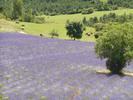 Author : langeblanc, Comment : Champ de lavandes à mi-pente
