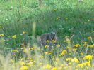Auteur : Elki, Reactie : C'est ce que j'adore dans le col d'Allos par Barcelo...les marmottes. Il y en même deux qui sont tombées sur la route devant mon vélo après le lieu-dit "les Agneliers" !!! Elles jouaient et ne m'ont pas entendu arriver. EXTRAORDINAIRE.