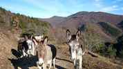Author : Koenig, Comment : Petit troupeau d'ânes au bord de la route.